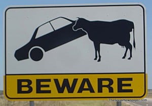 Wreck on the Holmes-Attala Line, Cows Involved