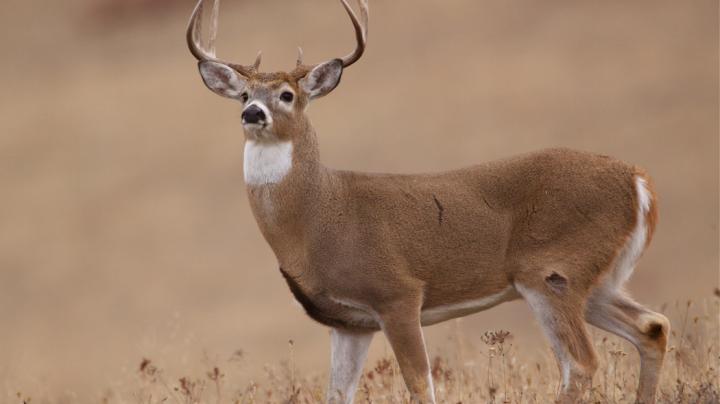 Second deer season with dogs begins Christmas Eve