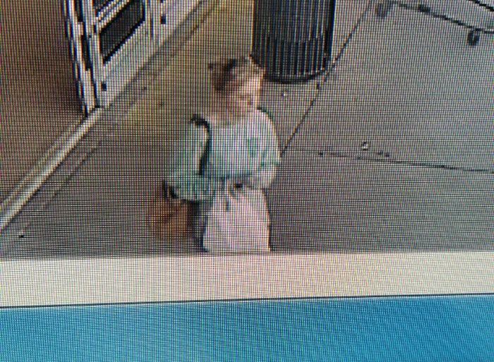 KPD searching for credit card fraud suspect