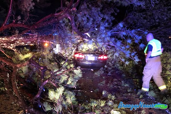 Downed Tree Cause of MVA