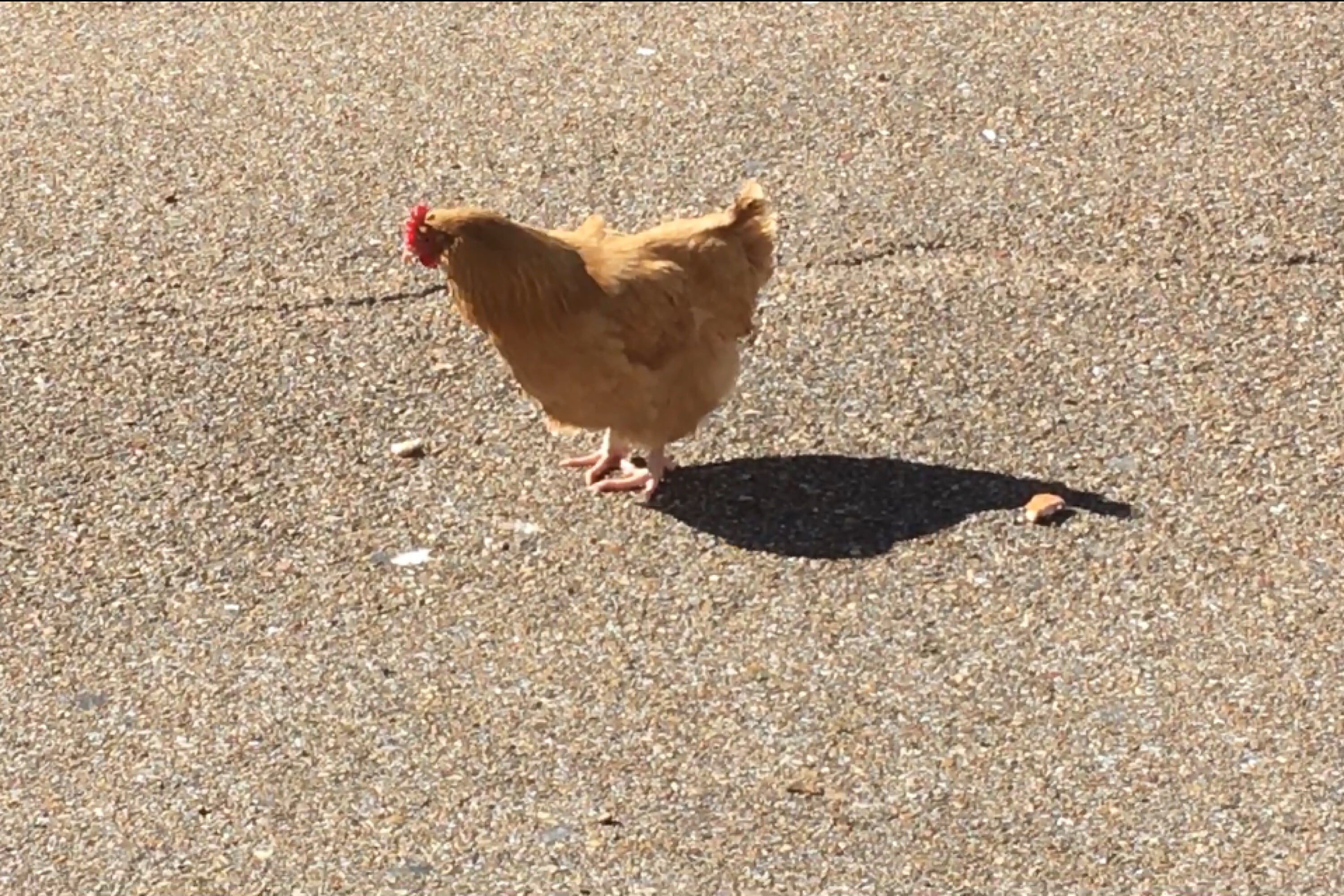 Chicken on the loose at local shopping center (video)