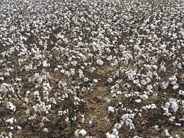 What It Might Take to Save Some Mississippi Farms