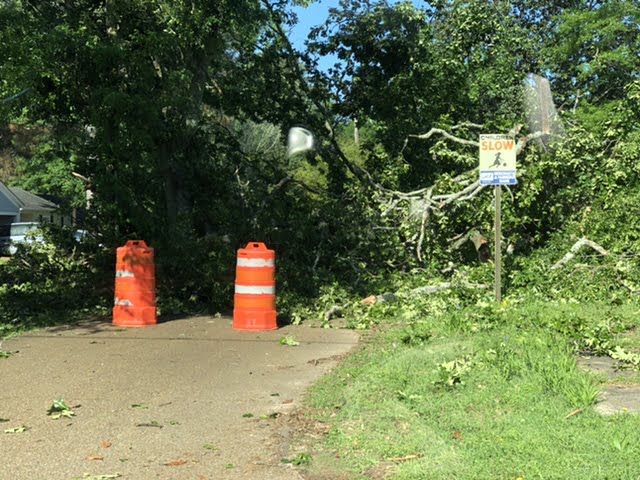 Photo: Tree falls on Galloway Drive, breaks utility pole