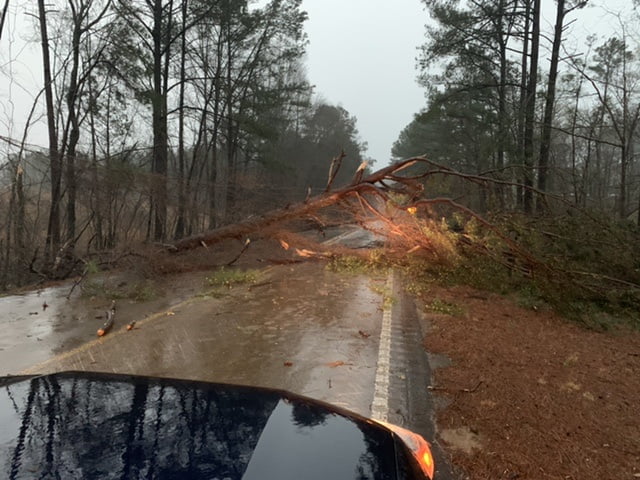 Photo: Tree falls across road in Zama