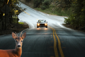 Vehicle Vs. Deer Attala County