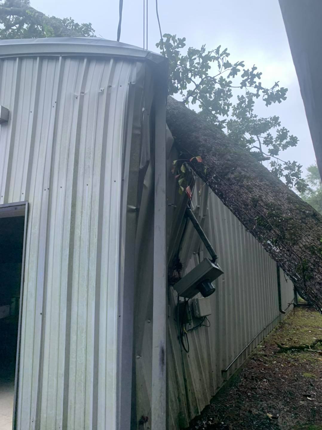 Tree Falls on Local Business