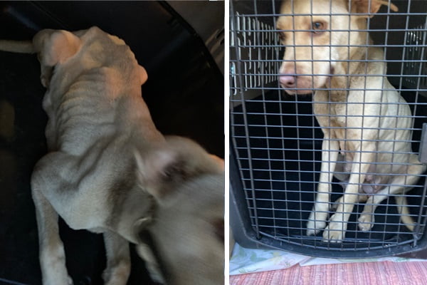 Jail Time, Fine for Louisville Man in Animal Cruelty Case