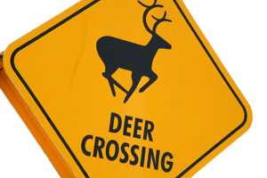CAUTION: Deer Crossing