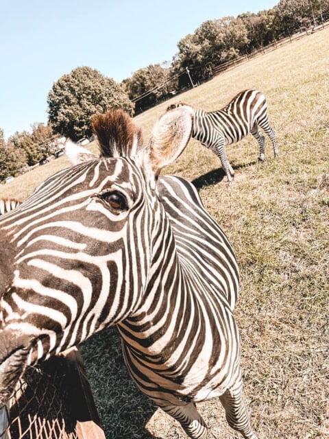 Petting zoo returning for 52nd annual Natchez Trace Festival