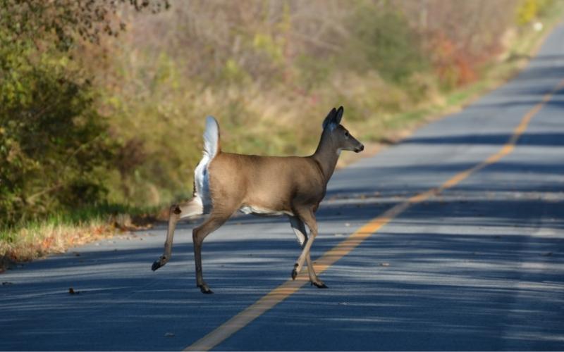 An Altercation, Deer Strike, Suspicious Person, and a Trespasser in Attala
