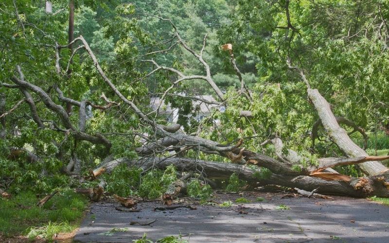 Storms Bring Down Trees in Attala