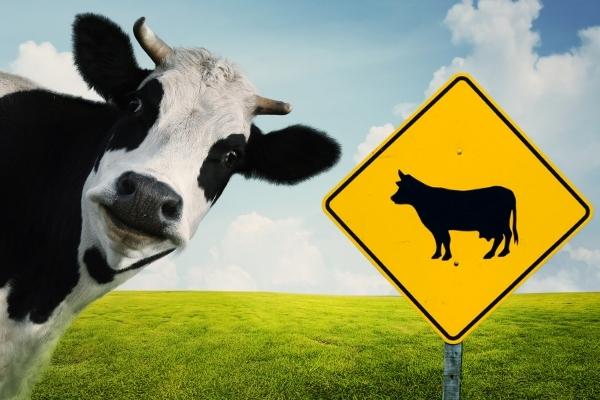 Suspicious Person Reports and Errant Cows