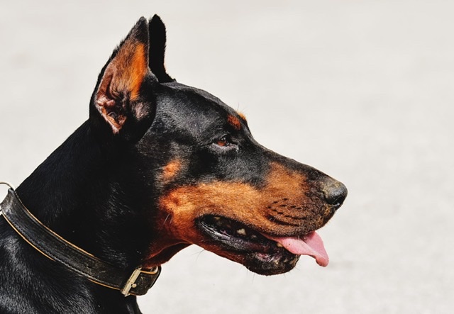 Audio: Kosciusko passes updated dog ordinance
