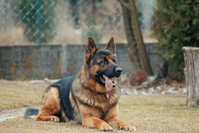 City of Kosciusko Considers New Dog Ordinance