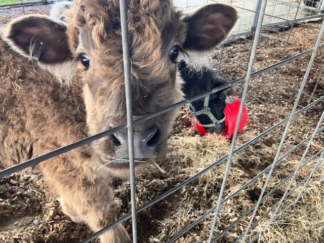 Photo gallery: Library hosts petting zoo