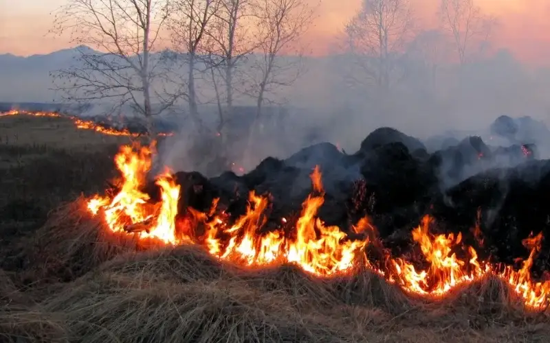 Garage Fire Spreads Into the Woods