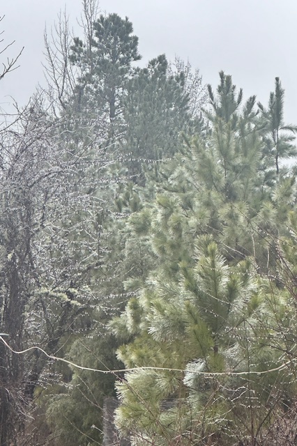 Photo: Ice accumulation/power outages reported in Attala County.