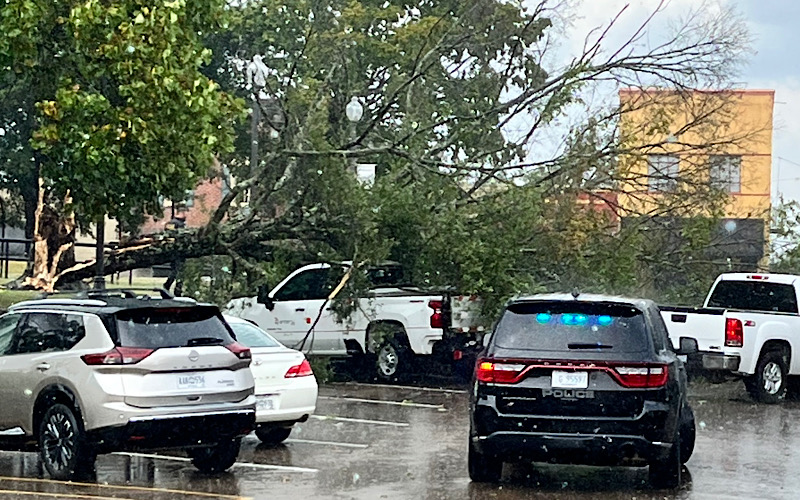Storm knocks down trees in Kosciusko