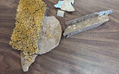 Lynyrd Skynyrd plane crash artifacts at Attala County Library